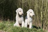 BEDLINGTON TERRIER 229
